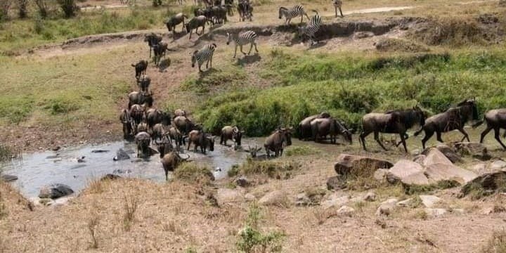 5 DAYS GREAT SERENGETI MIGRATION LUXURY | LODGE | CAMPING SAFARI