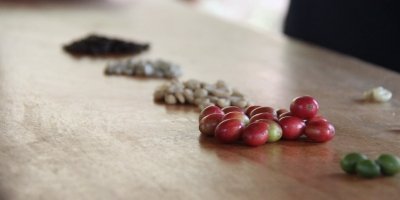 Wine, Food Tours & Tasting