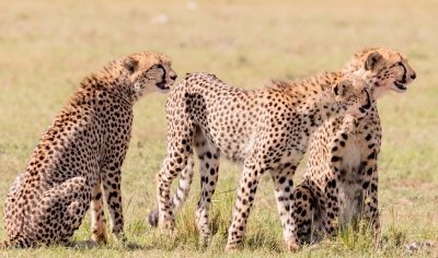 3 DAYS EXCITING MASAI MARA GROUP SAFARI