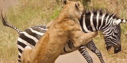 4 DAYS BIG FIVE SAFARI AT MAASAI MARA IN KENYA