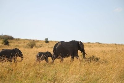 4 DAYS BIG FIVE SAFARI AT MAASAI MARA IN KENYA