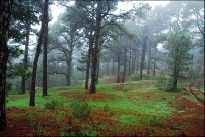 North of La Palma - Private taxi tour in La Palma island North of La Palma - Private taxi tour in La Palma island