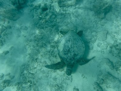 Clear Kayak Rentals – Kailua - 7-Days