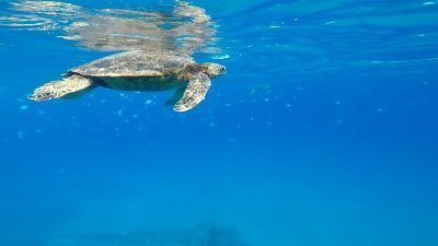 SUPsquatch Rental - Full Day Rental w/ Electric Pump SUPsquatch Rental - Full Day Rental w/ Electric Pump