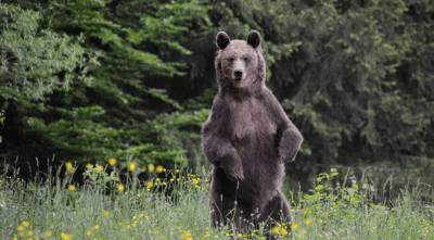 Day Trip & Bear watching in the Land of Volcanoes Day Trip & Bear watching in the Land of Volcanoes