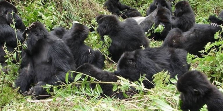 3 Days Gorilla Trekking Tour to Bwindi