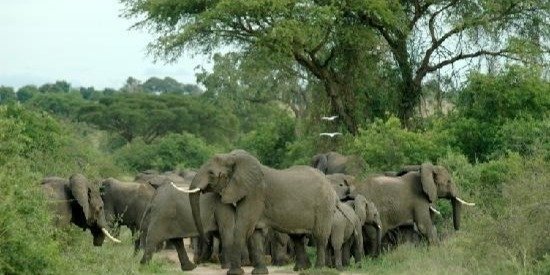 10 days Uganda  Classic Safari