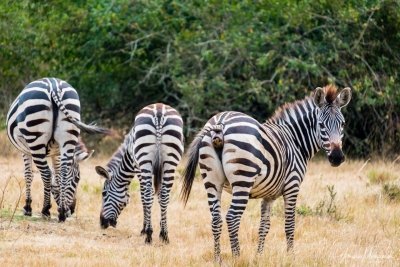 10 days Uganda  Classic Safari