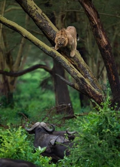 15 days uganda safaris ,adventure and wildlife 15 days uganda safaris ,adventure and wildlife