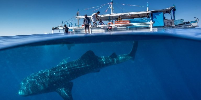 Puerto Princesa: Swim with Whale Sharks Boat Cruise
