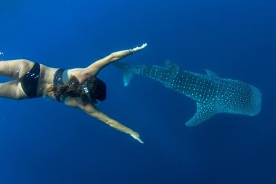 Puerto Princesa: Swim with Whale Sharks Boat Cruise
