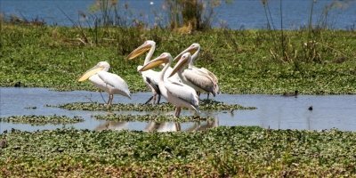 5 Days Maasai Mara-Lake Naivasha-Lake Nakuru