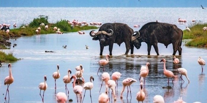 5 days masai mara/lake naivasha/lake nakuru group budget safari
