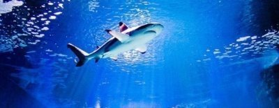 Amusement Park Tickets