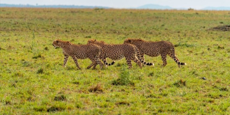 6 Days Mara-Nakuru-Amboseli group safari