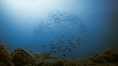 Snorkeling Snorkeling