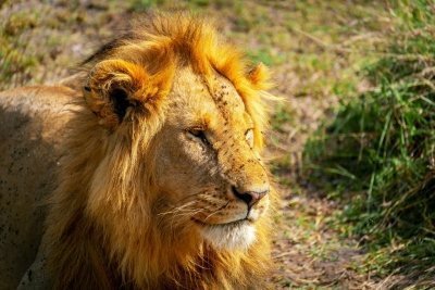 7 Days Mara/Nakuru/Naivasha/Amboseli Group Budget Safari