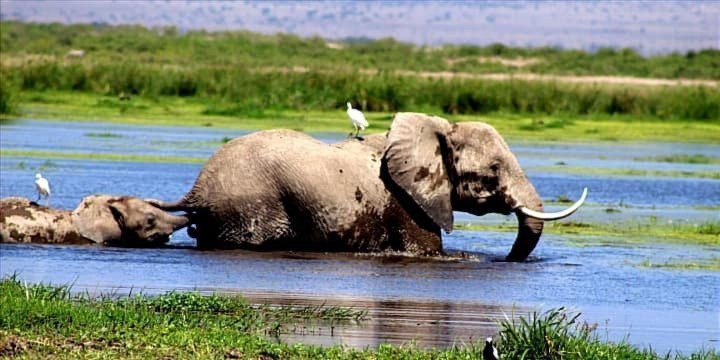 6 days masai mara/nakuru/amboseli group budget safari