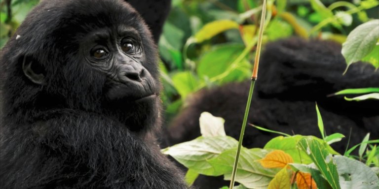 3 Days Uganda Gorilla Trekking Tour