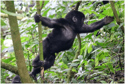 3 Days Uganda Gorilla Trekking Tour 3 Days Uganda Gorilla Trekking Tour