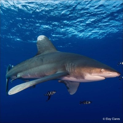 Diving with Sharks in Lanzarote Diving with Sharks in Lanzarote