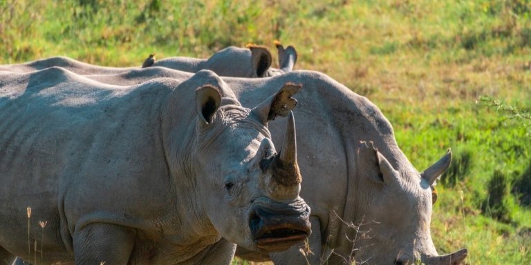 7 Days  Masai Mara/Nakuru/Naivasha budget group safari