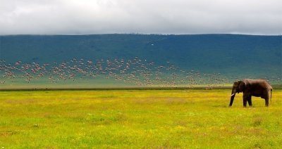 7 Days Magical Kenya &Tanzania Combined Safari