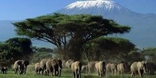 DAY TRIP TO AMBOSELI NATIONAL PARK