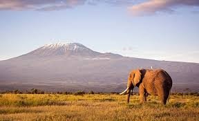 DAY TRIP TO AMBOSELI NATIONAL PARK