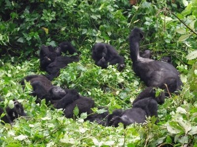 Mountain gorillas trekking in Bwindi from Kigali -2 days/1night