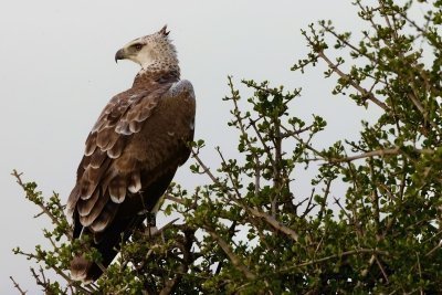 Masai Mara wildlife adventure