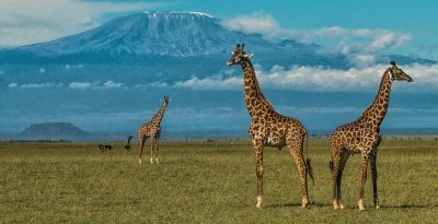 3-Day Amboseli - Mount Kilimanjaro Tour View