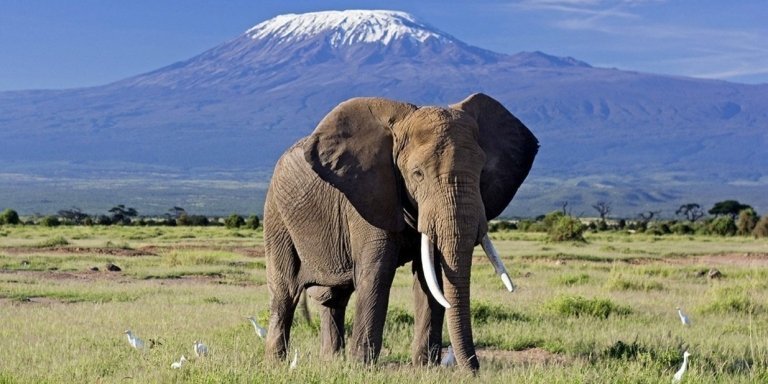 3-Day Amboseli - Mount Kilimanjaro Tour View