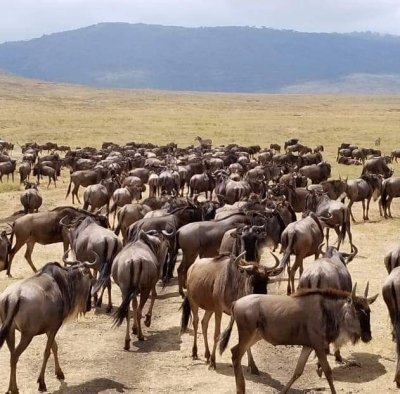 4 Day Masai Mara and Great Rift Valley Lake Safari