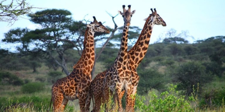 2 days joining small group tour packages in Tanzania for 2023- 2025