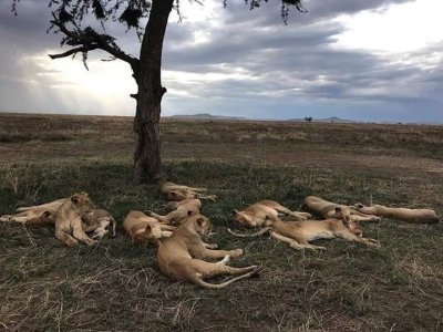 14 Day Masai Mara Amboseli Serengeti Ngorongoro  Zanzibar Holiday
