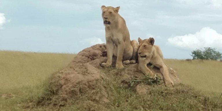12 Day Explore Kenya in Tsavo West Amboseli Masai Mara Safari