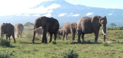 3 Day Mombasa Amboseli Tsavo West National Park Safari