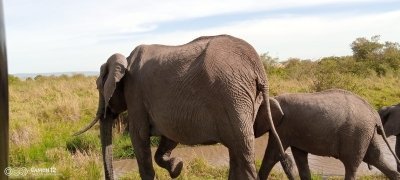 7 Day 2023 Wildebeest Migration  in Masai Mara Lake Nakuru Safari
