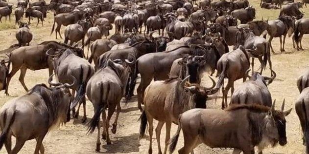 7 Day 2023 Wildebeest Migration  in Masai Mara Lake Nakuru Safari