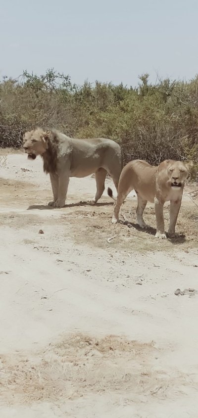 6 Day Lake Bogoria  Masai Mara Hells Gate Great Rift Valley Holiday