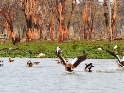 32 Day Great Magical East Africa Wildlife & Beach Holiday