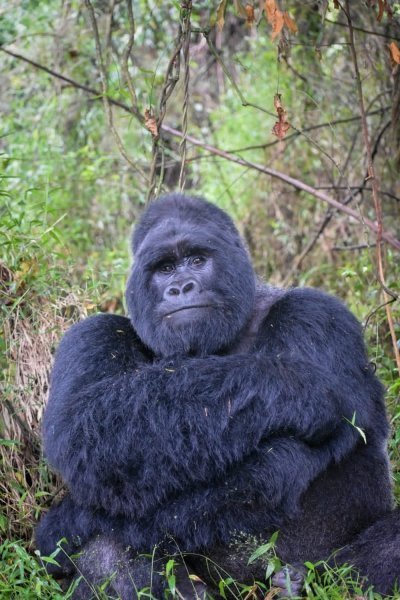 3 Day Mountain Gorilla Trek in Uganda Mgahinga National Park Safari