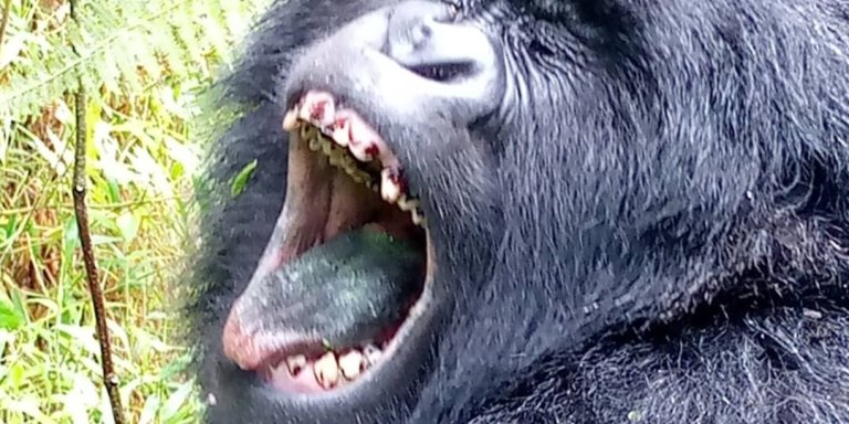 3 Day Mountain Gorilla Trek in Uganda Mgahinga National Park Safari