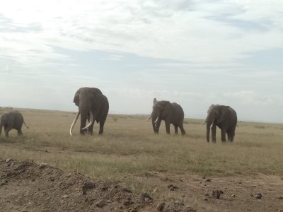 1 Amboseli National Park