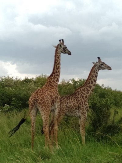 7 Day Great Highlight of Kenya Masai Mara Tanzania Serengeti Migration