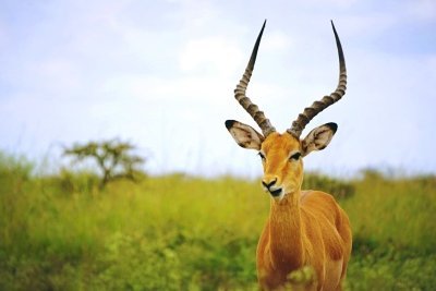 7 Days Serengeti Migration Safari Tour Package 7 Days Serengeti Migration Safari Tour Package