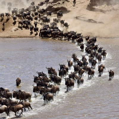 7 DaysTanzania  Serengeti Migration Safaris ( Mara crossing river)