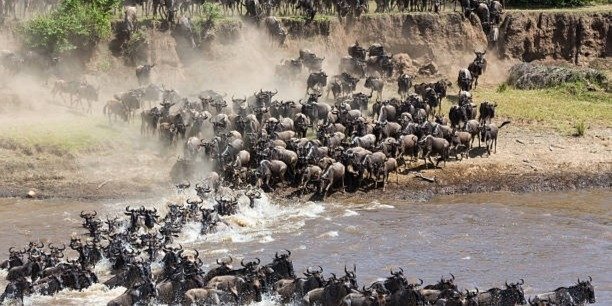 7 DaysTanzania  Serengeti Migration Safaris ( Mara crossing river)