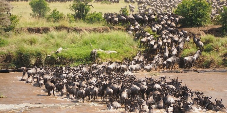 6 days Serengeti Migration private safari - Mara River Crossing